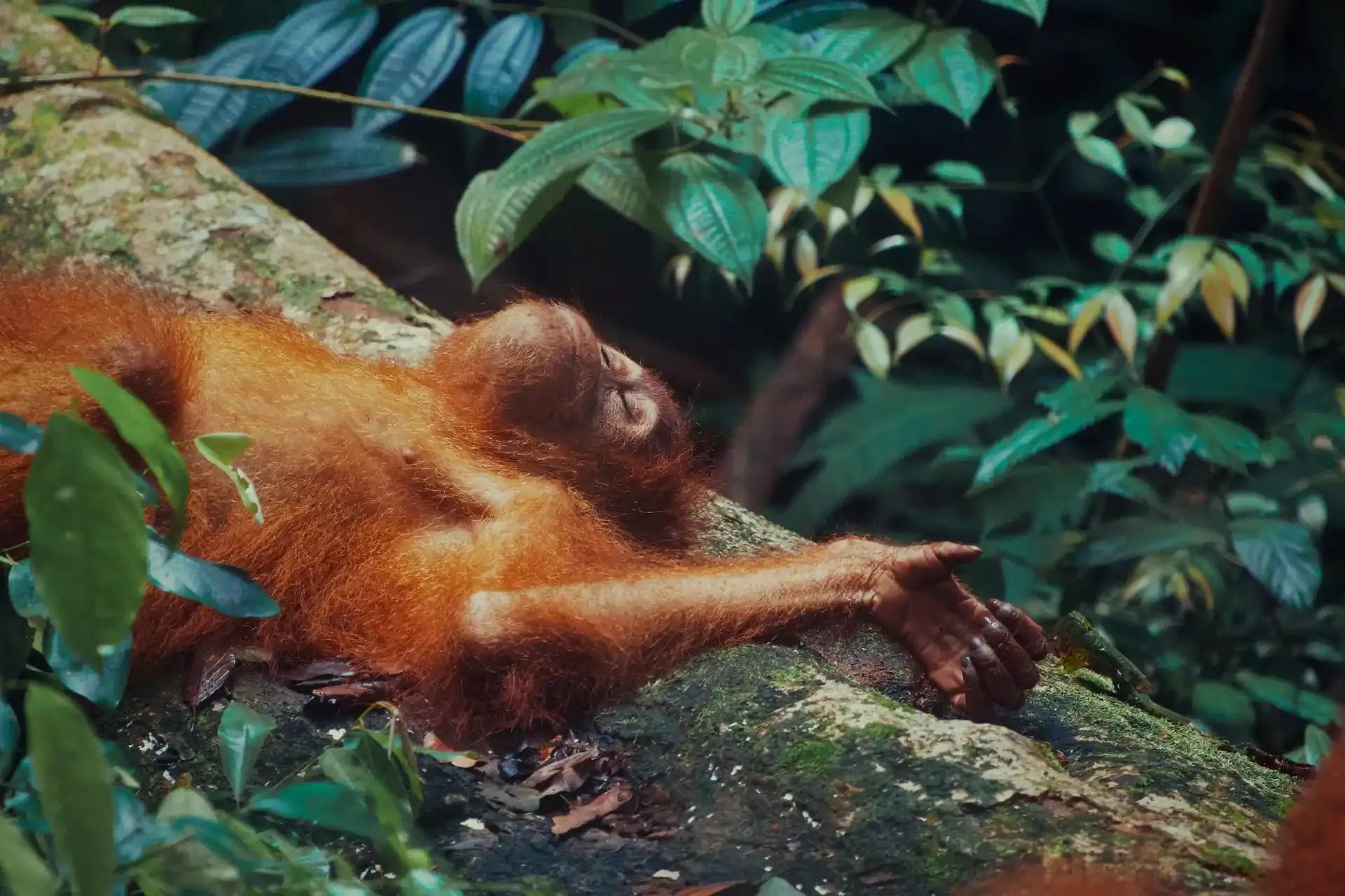 Bukit Lawang, Destinasi Wisata Alam Terbaik di Sumatera Utara untuk Liburan yang Tak Terlupakan